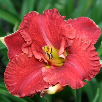 Hemerocallis Kokomo Daylily™ 'Aruba Red™'