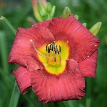 Hemerocallis Kokomo Daylily™ 'Jamaica Sunrise™'