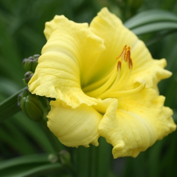 Hemerocallis Kokomo Daylily™ 'Montego Melon™'