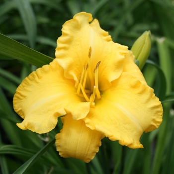 Hemerocallis Kokomo Daylily™ 'Key Largo Moon™'