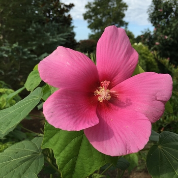 HIbiscus 'Happa Pink' Happa Pink