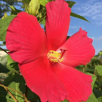 HIbiscus 'Happa Red' 