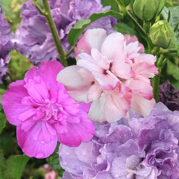 Hibiscus syriacus