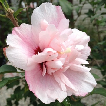 Hibiscus syriacus 'DS02SS' 