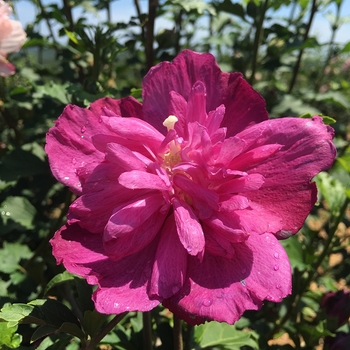 Hibiscus syriacus Smoothie™ 'Raspberry Smoothie™'