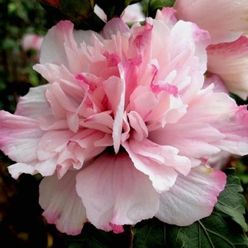 Hibiscus syriacus Smoothie™ 'Peppermint Smoothie™'