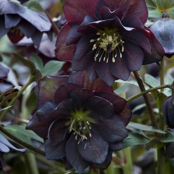 Helleborus 'Double Slate' 