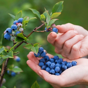 Vaccinium ashei 'Austin' 
