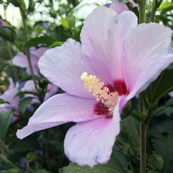 Hibiscus syriacus 'Greba' 