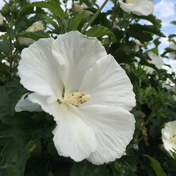 Hibiscus syriacus 'White Angel™'