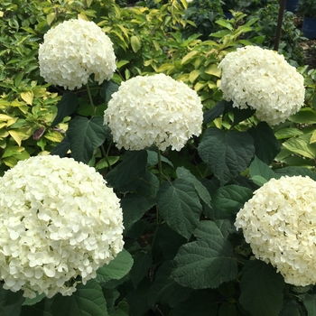 Hydrangea arborescens 'Lil' Annie™' Greannie