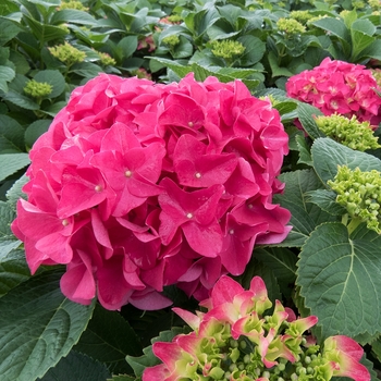 Hydrangea macrophylla 'Fuchsia Glow™'