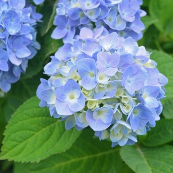 Hydrangea macrophylla 'Nantucket Blue™'