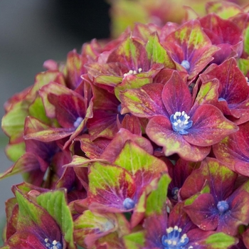 Hydrangea macrophylla 'Pistachio'