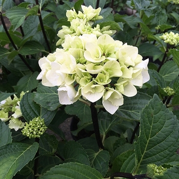 Hydrangea macrophylla 'Zebra'