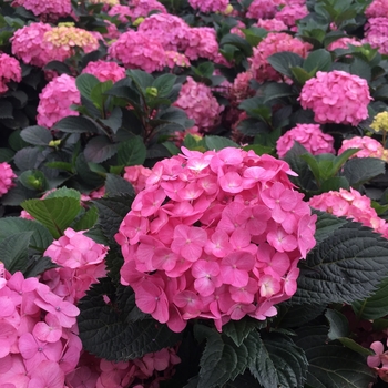 Hydrangea macrophylla x serrata 'After Midnight' 