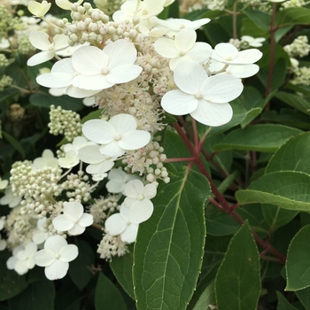 Hydrangea paniculata 'Pearls N' Pink™' Grepearpk