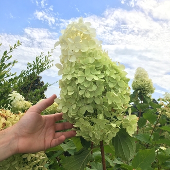 Hydrangea paniculata 'Tidal Wave™'