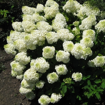 Hydrangea paniculata 'Low Tide™' Silver Dollar