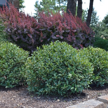 Ilex 'Lucky Leaf™' EN1 PP28904