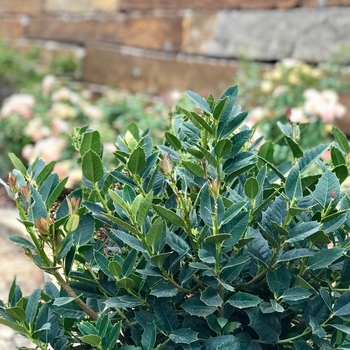 Ilex 'Sharum's Shamrock'