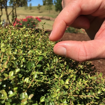 Ilex vomitoria 'Micron®'