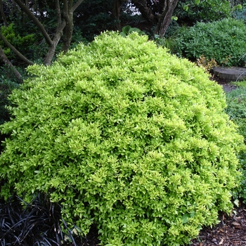 Ilex vomitoria 'Eureka Gold™' Hogy PP20786