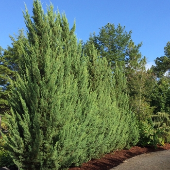 Juniperus silicicola 'Blue Spires™' 