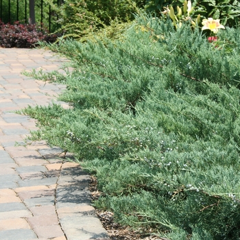 Juniperus virginiana 'Grey Guardian™' Greguard