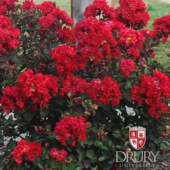 Lagerstroemia 'Drury Crimson™' GV1125