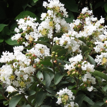 Lagerstroemia 'Enduring White'