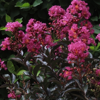 Lagerstroemia 'Enduring Pink'