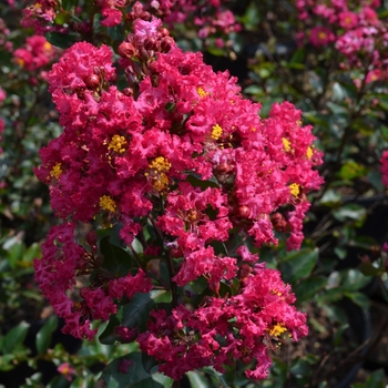 Lagerstroemia 'Enduring Fuchsia'