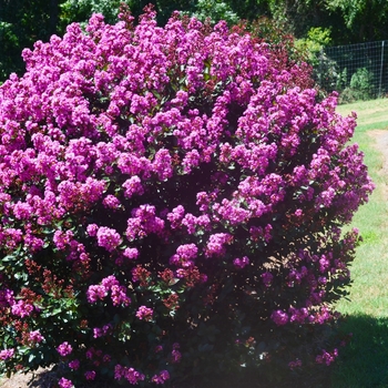 Lagerstroemia 'Enduring Lavender'