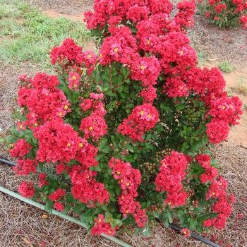 Lagerstroemia 'PiiLAG B5' PP25476