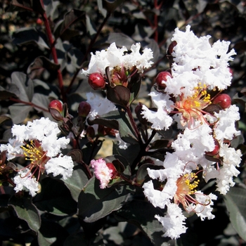 Lagerstroemia 'Ebony & Ivory'