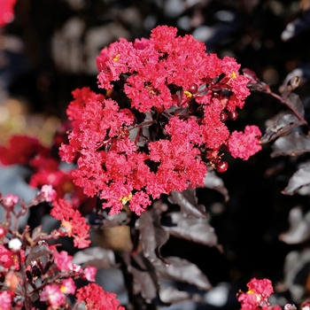 Lagerstroemia 'Ebony Embers'