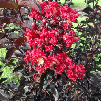 Lagerstroemia 'Ebony Fire'