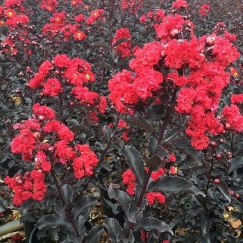 Lagerstroemia 'Ebony Flame'