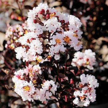 Lagerstroemia 'Ebony Glow' 