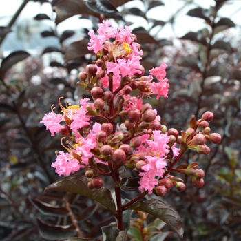 Lagerstroemia 'Ebony Rose' 