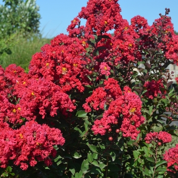 Lagerstroemia 'Holly Ann' GA 0701