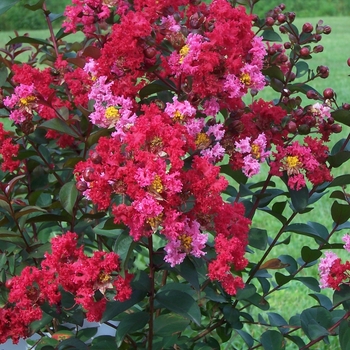 Lagerstroemia 'Zoey' GA 0702