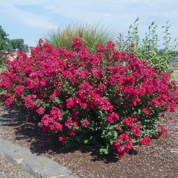 Lagerstroemia Princess™ 'Kylie'