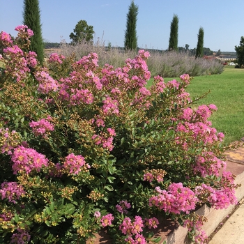 Lagerstroemia Princess™ 'Lyla'