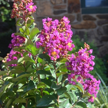 Lagerstroemia Princess™ 'Jaden'