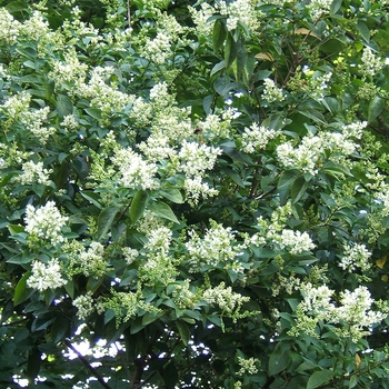 Ligustrum ovalifolium