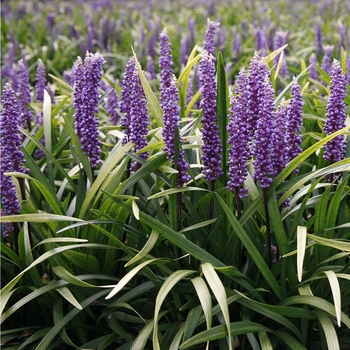 Liriope muscari 'Purple Explosion™'