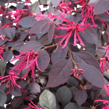 Loropetalum chinense var. rubrum 'Cherry Blast'