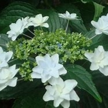 Hydrangea macrophylla 'Fuji Waterfalls' 